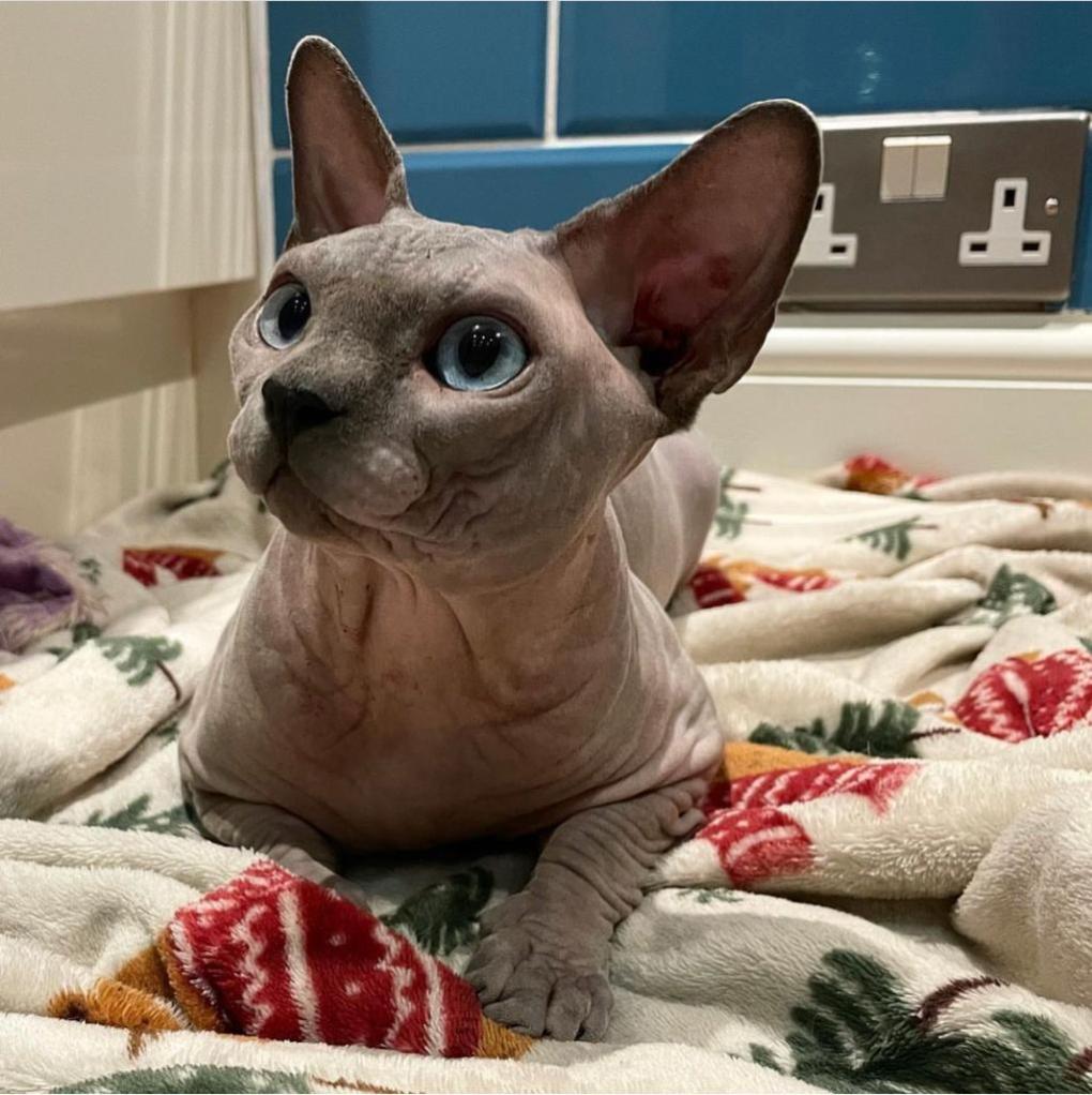 Sphynx Stud Apollo