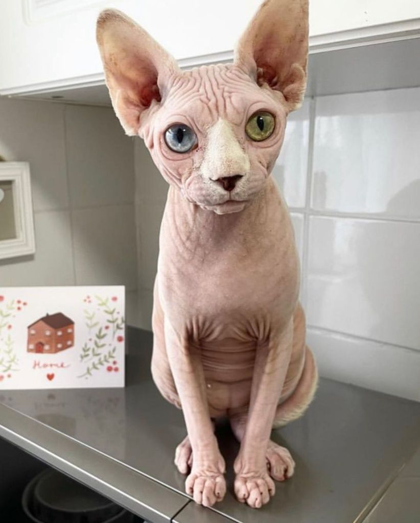 Queen Sphynx Cat Salt