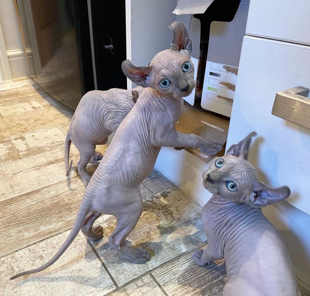 Sphynx Kittens for sale