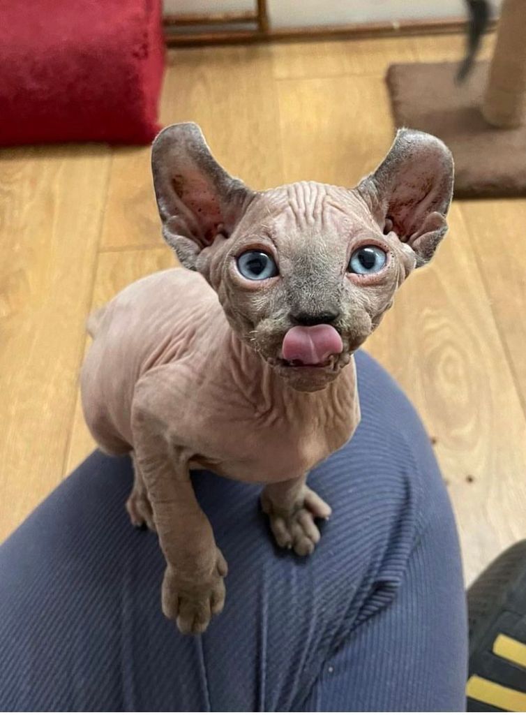 Sphynx Kittens for sale