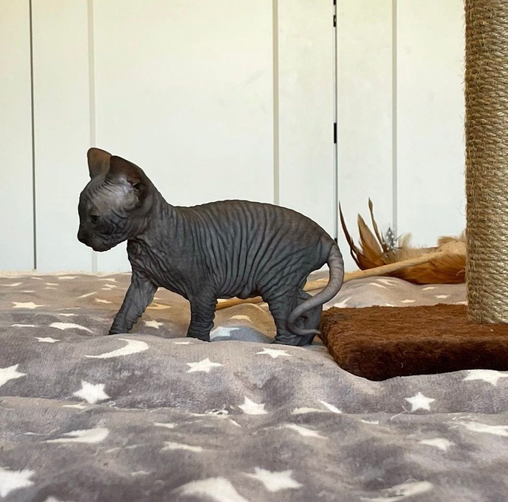 Sphynx Kittens for sale