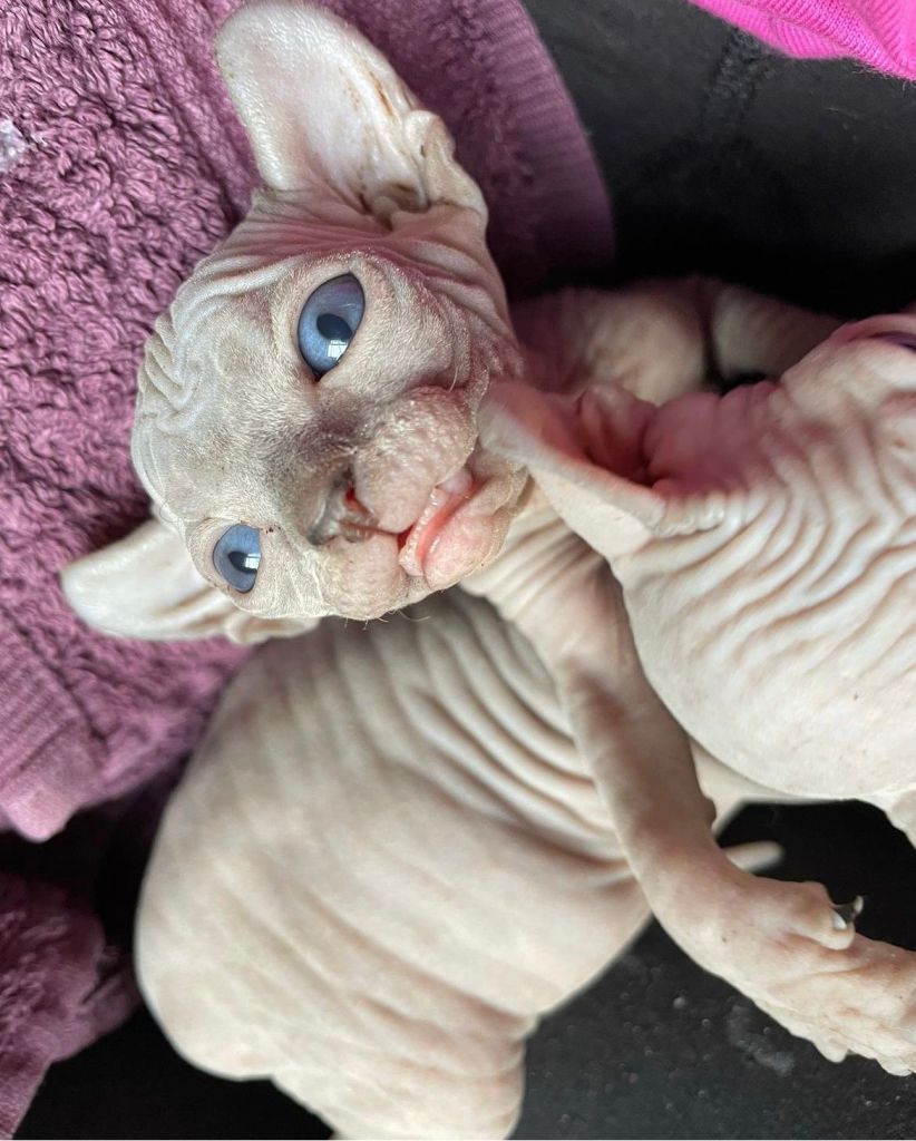 Sphynx Kittens for sale