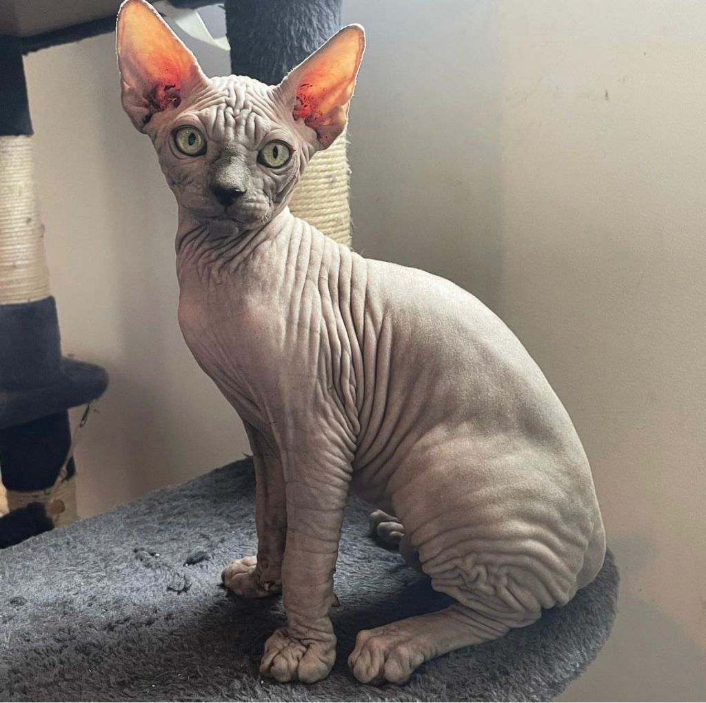 Sphynx Kittens for sale