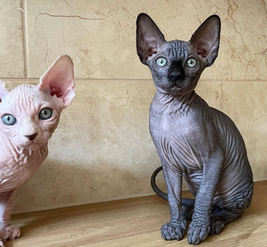 Sphynx Kittens for sale