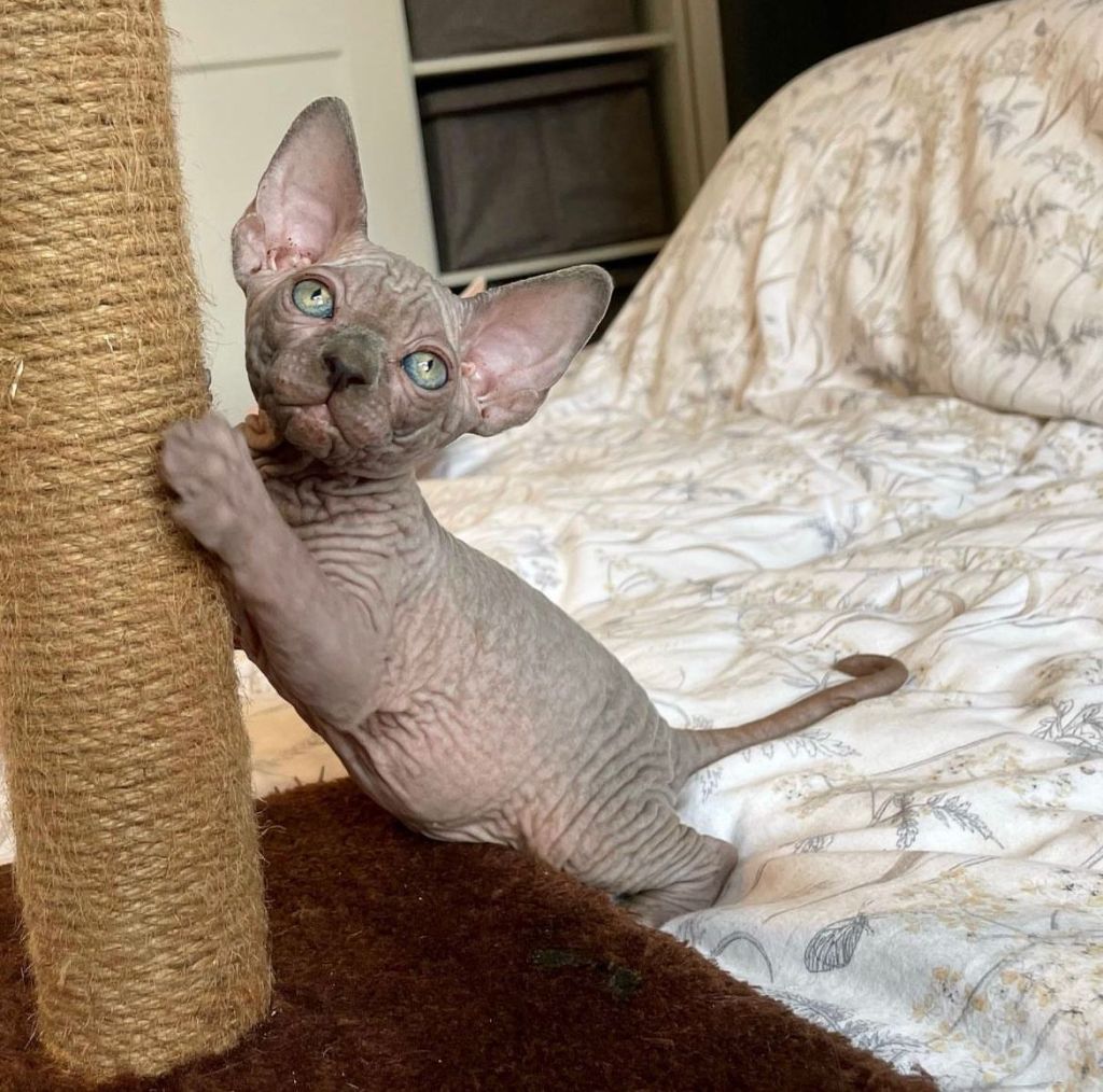 Sphynx Kittens for sale