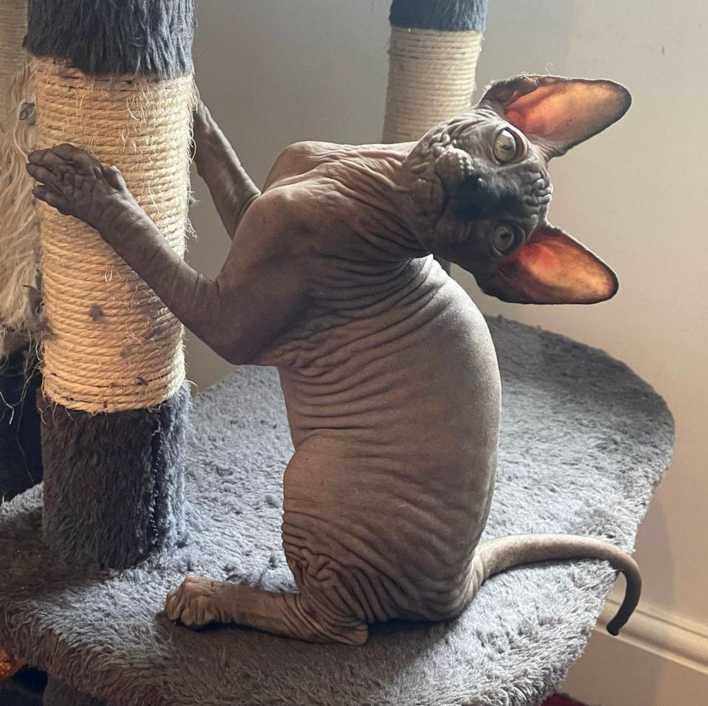 Playful Sphynx cat