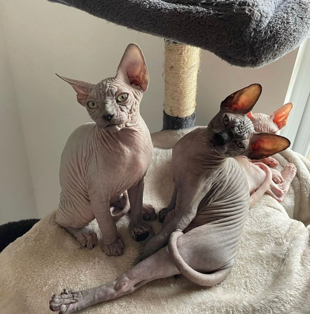 Sphynx Kittens for sale