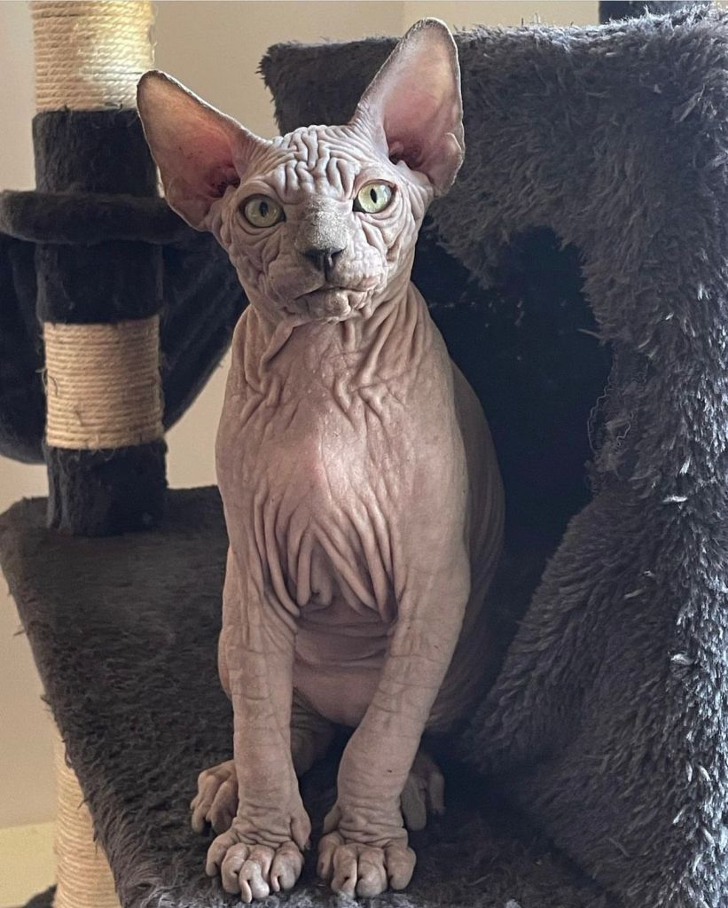 Sphynx Kittens for sale