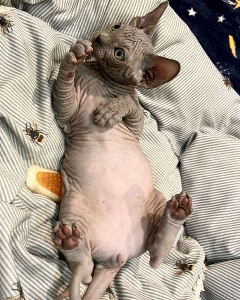 Sphynx Kittens with a full belly