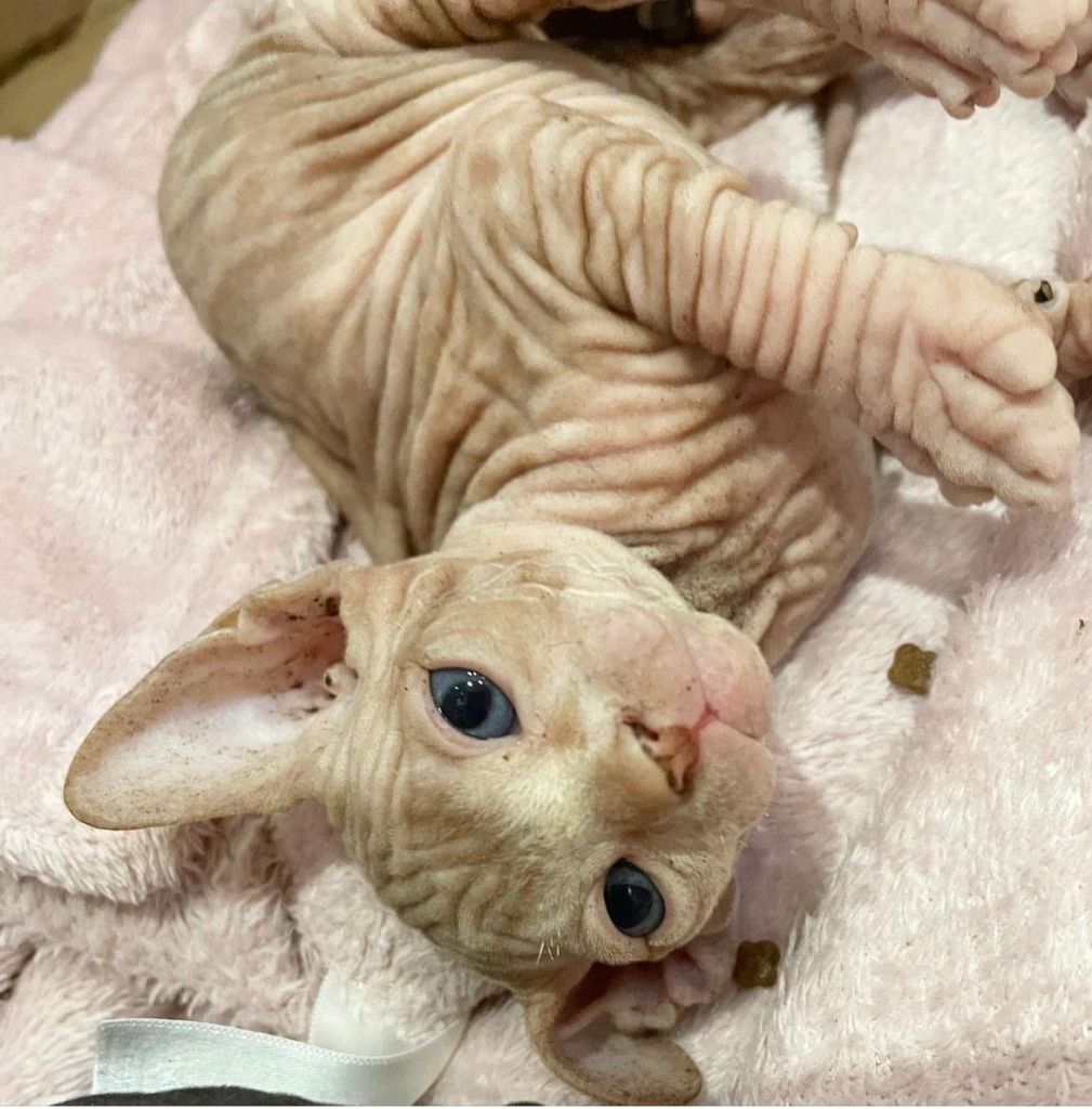 Cute Kittens