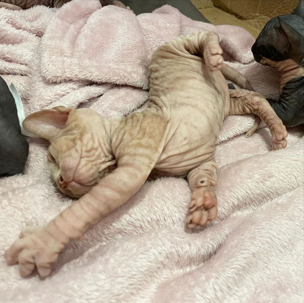 Playful baby Sphynx Kittens