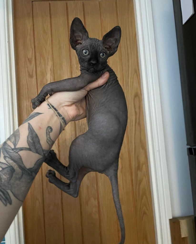 Majestic Sphynx Kittens