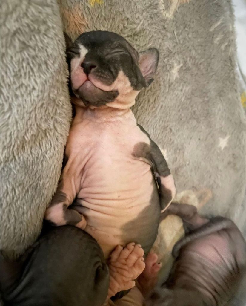 Cute sleeping Sphynx kitten
