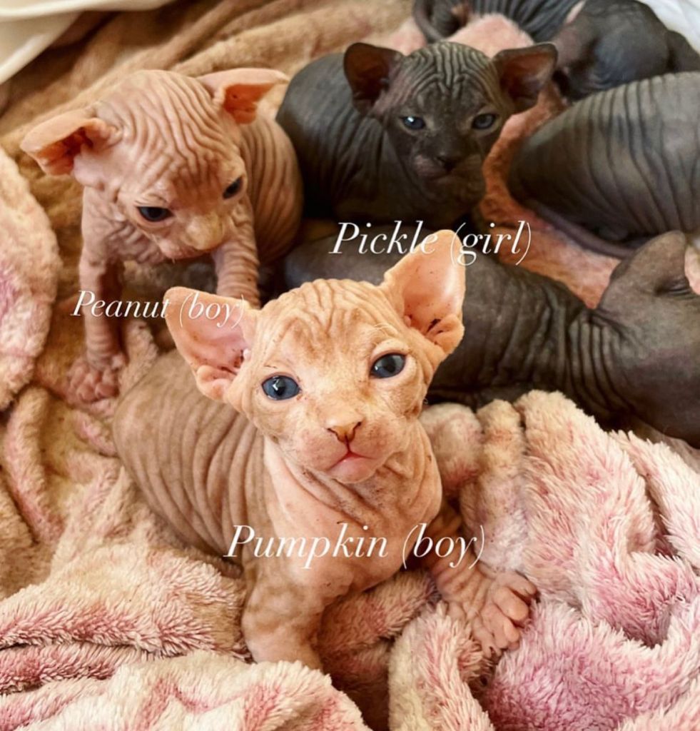 beautiful baby Sphynx Kittens