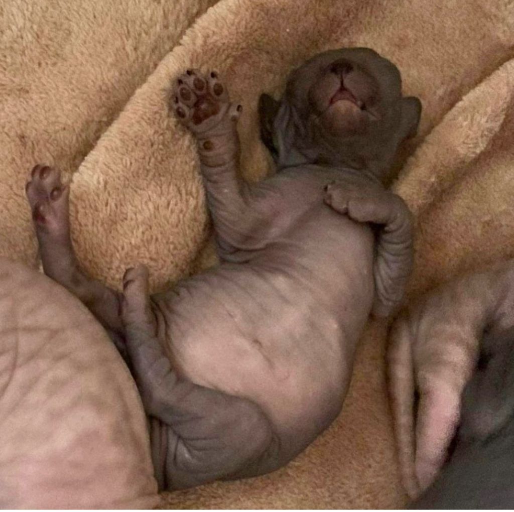 Sphynx kitten with a full stomach