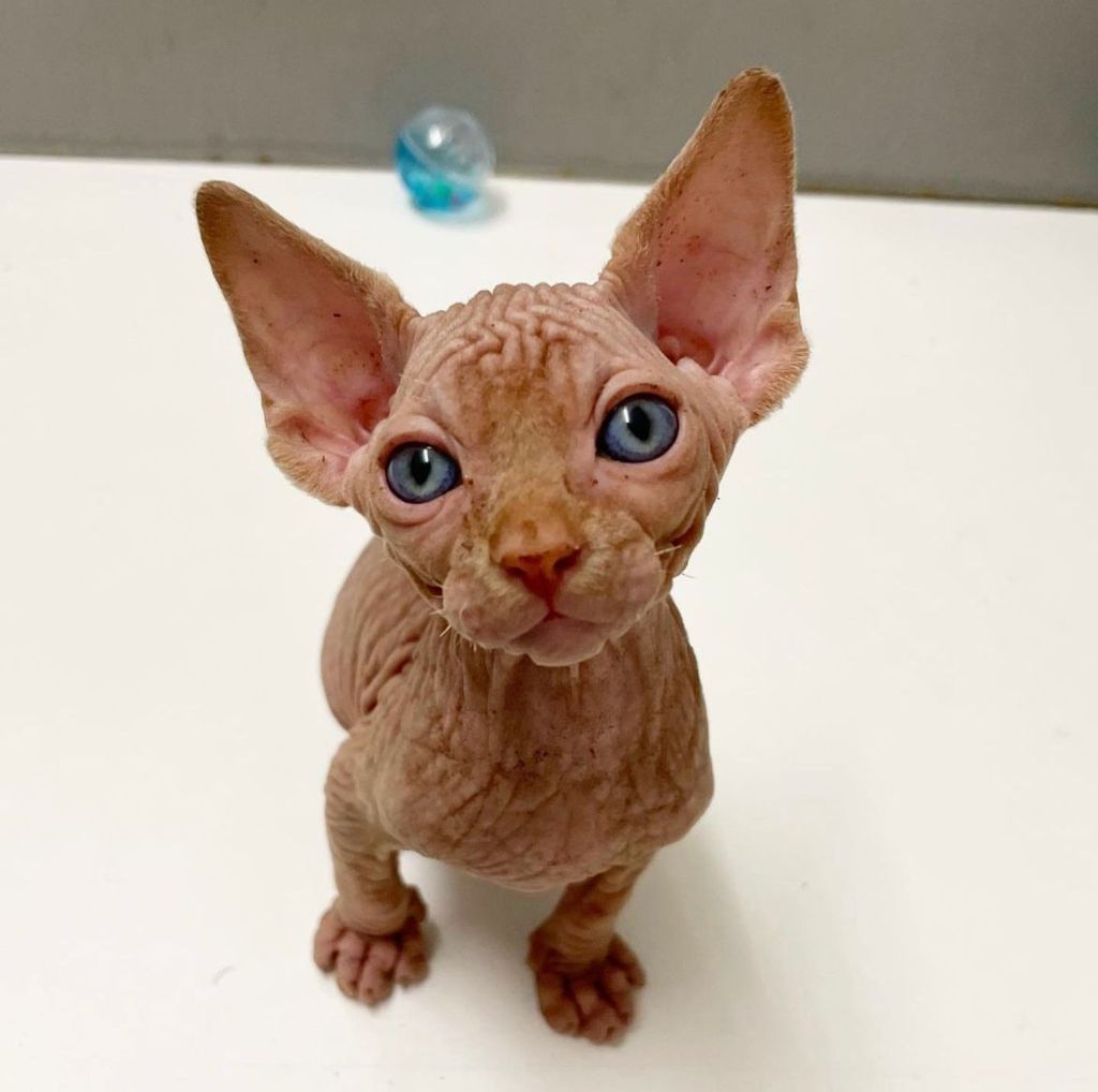 Sphynx Kitten with beautiful Blue eyes