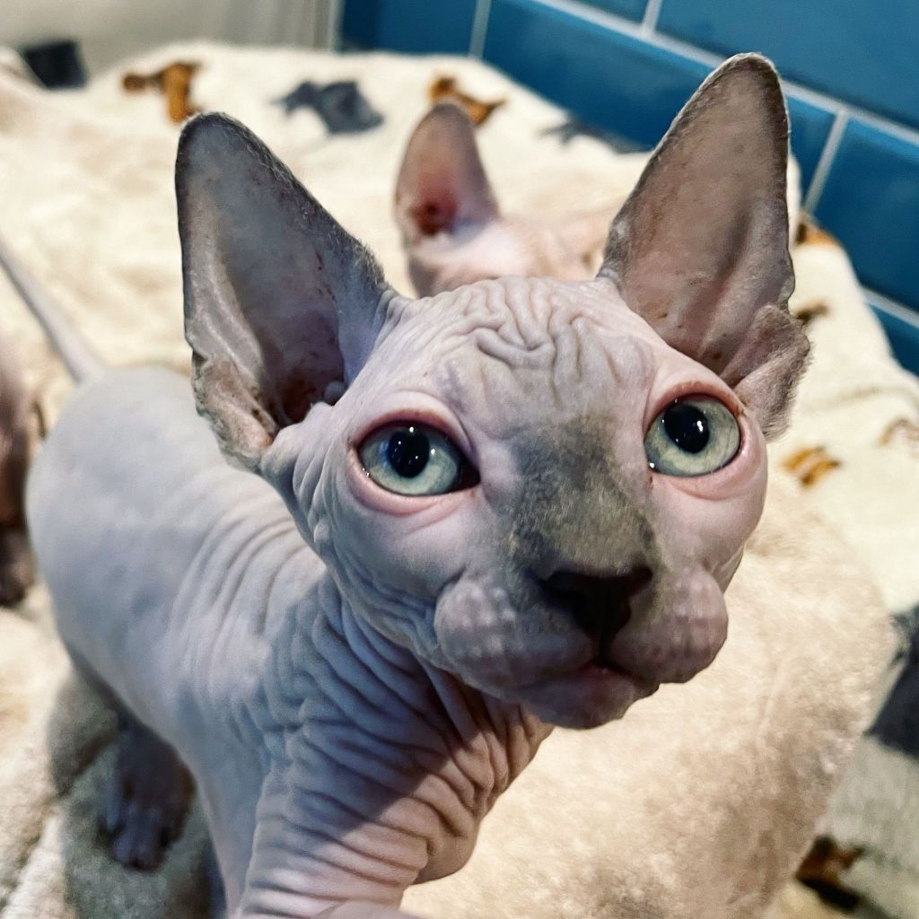 Cute Sphynx kitten posing, great representation of the sphynx cat breed