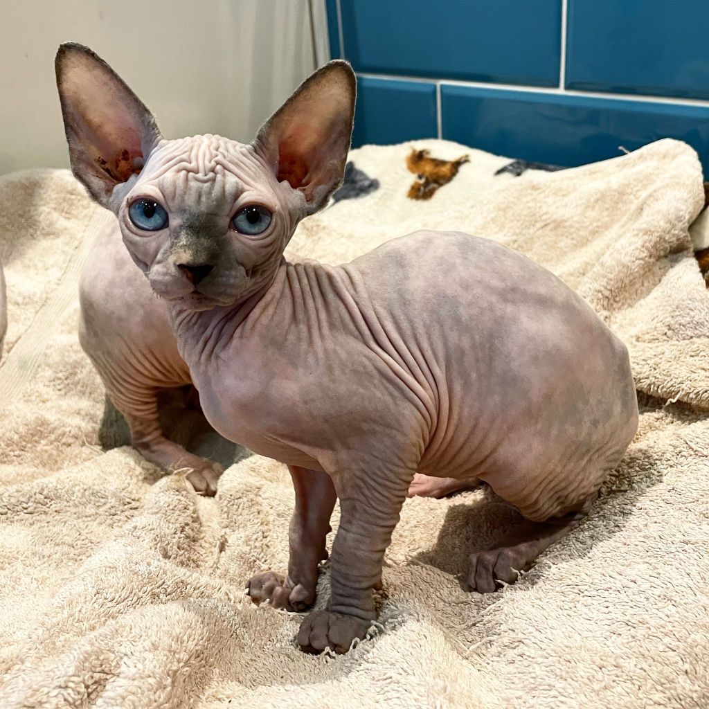 Sphynx Kittens blue eyes hairless, tortie colour, great representation of the Sphynx Cat breed
