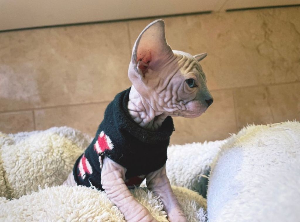 Sphynx Kittens in her winter jumper